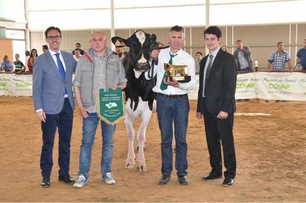 La vaca ‘Atalayuela Kampman Reinalda’, presentada por la ganadería El Cruce de Añora, se impone en el I Concurso Morfológico Regional de Raza Frisona