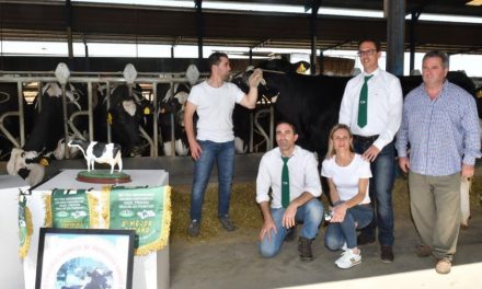 Más de sesenta ejemplares de once ganaderías participarán en el concurso de vacuno de leche raza frisona en la Feria Agroganadera