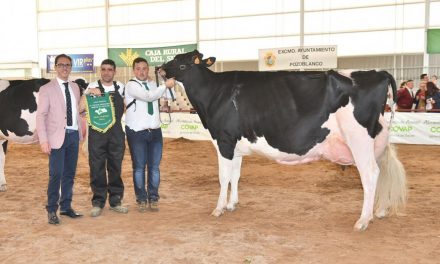 La vaca ‘Copada Fever V’, de la la ganadería Loma La Copada, se alza como Gran Campeona del II Concurso Morfológico Regional de la Raza Frisona