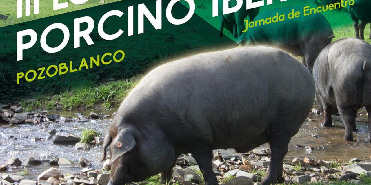 Pozoblanco acogerá la próxima semana la III Lonja Nacional del Porcino Ibérico